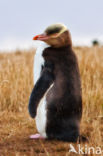 Geeloogpinguin (Megadyptes antipodes)