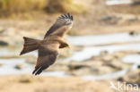 Yellow-billed kite (Milvus parasitus)