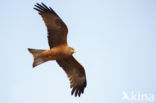 Yellow-billed kite (Milvus parasitus)