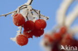 Guelder Rose