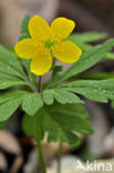Yellow Anemone (Anemone ranunculoides)