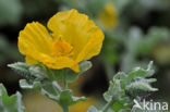 Gele hoornpapaver (Glaucium flavum)