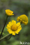 Gele kamille (Anthemis tinctoria)