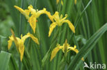 Gele lis (Iris pseudacorus)