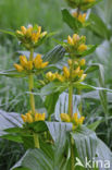 Gespikkelde gentiaan (Gentiana punctata)