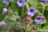 Lungwort (Pulmonaria officinalis)