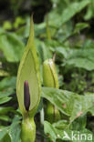 Gevlekte aronskelk (Arum maculatum)
