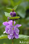 Gevlekte dovenetel (Lamium maculatum)