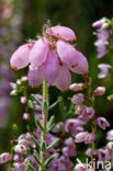 Cross-leaved Heather (Erica tetralix)