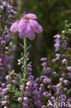 Cross-leaved Heather (Erica tetralix)