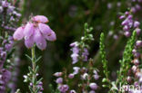 Cross-leaved Heather (Erica tetralix)