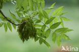 Ash (Fraxinus excelsior)