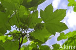 Sycamore (Acer pseudoplatanus)