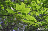 Gewone esdoorn (Acer pseudoplatanus)