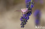 Gewone kameleonspin (Misumena vatia)