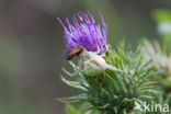 Gewone kameleonspin (Misumena vatia)