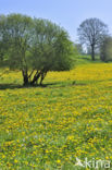 Gewone paardenbloem (Taraxacum officinale)