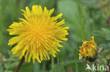 Gewone paardenbloem (Taraxacum officinale)