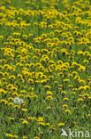 Gewone paardenbloem (Taraxacum officinale)