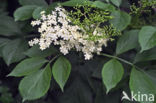 Gewone vlier (Sambucus nigra)