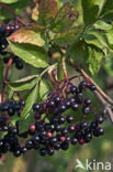 Elder (Sambucus nigra)