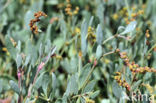 Sea Purslane (Atriplex portulacoides)