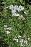 Gewoon duizendblad (Achillea millefolium)