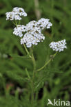 Gewoon duizendblad (Achillea millefolium)