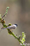 Glanskop (Parus palustris)