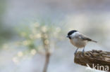 Marsh Tit (Parus palustris)