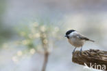 Glanskop (Parus palustris)