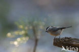 Glanskop (Parus palustris)