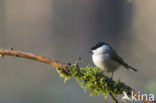 Glanskop (Parus palustris)