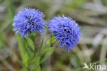 Globularia punctata