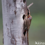 Northern flicker (Colaptes auratus)