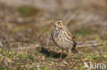 Graspieper (Anthus pratensis)