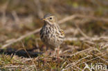 Graspieper (Anthus pratensis)