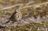 Meadow Pipit (Anthus pratensis)