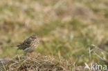 Meadow Pipit (Anthus pratensis)