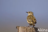 Meadow Pipit (Anthus pratensis)