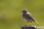 Meadow Pipit (Anthus pratensis)