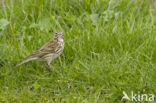 Meadow Pipit (Anthus pratensis)