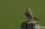 Meadow Pipit (Anthus pratensis)