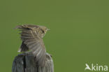 Meadow Pipit (Anthus pratensis)