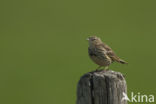 Meadow Pipit (Anthus pratensis)