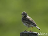 Meadow Pipit (Anthus pratensis)