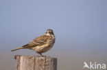 Meadow Pipit (Anthus pratensis)