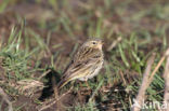 Meadow Pipit (Anthus pratensis)