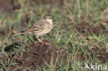 Graspieper (Anthus pratensis)