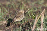 Meadow Pipit (Anthus pratensis)